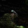 ANCIENT FOREST RING + opal - Image 5